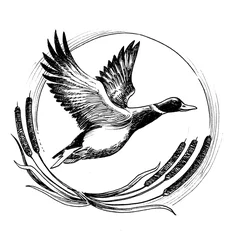 Rolgordijnen Flying duck © berdsigns