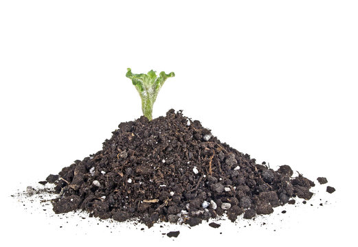 Young sprout of potato in soil humus on a white background