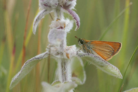 Skipper butterfly (Thymelicus sp) on plant, Mount Baba, Galicica National Park, Macedonia, June 2009