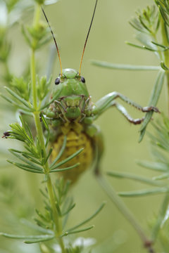 Female Wart biter bush cricket (Decticus verrucivorus) on plant, Stenje region, Galicica National Park, Macedonia, June 2009