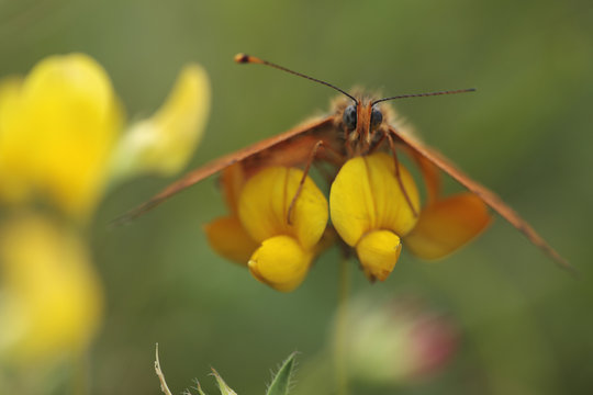 Spotted fritillary butterfly (Melitaea didyma) on Trefoil (Lotus sp) flowers, Mount Baba, Galicica National Park, Macedonia, June 2009