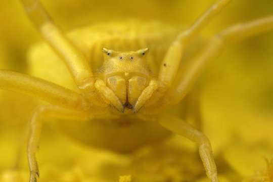 Crab spider (Thomisus onustus) yellow form, portrait, on yellow Yarrow (Achillea filipendulina) Stenje region, Galicica National Park, Macedonia, June 2009. WWE INDOOR EXHIBITION Wild Wonders kids book.