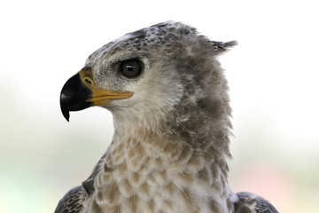Young Crowned Eagle headshot on white