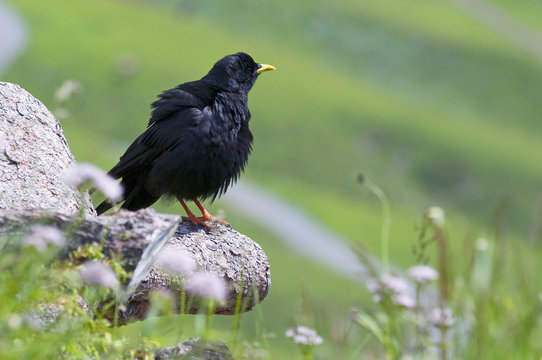 Alpine chough (Pyrrhocorax graculus) perching on wood with feathers ruffled, Liechtenstein, June 2009