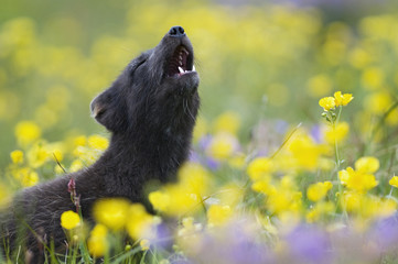 Arctic fox (Vulpes / Alopex lagopus) barking in a wild flower meadow, dark summer phase,  Hornstrandir, Iceland, July 2008