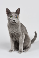 Katzen-Russisch-Blau-07886