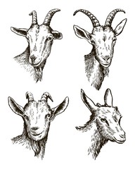 goat head. livestock. animal grazing. sketch drawn by hand. - 137888689
