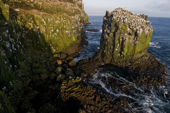 Northern gannet (Morus bassanus) colony on a sea stack, Langanes peninsula, Iceland, May 2008