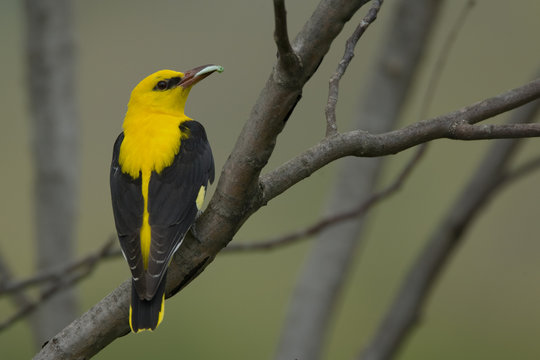 Golden oriole (Oriolus oriolus) male perched, Bulgaria, May 2008