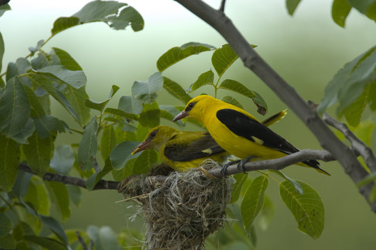 Golden oriole (Oriolus oriolus) pair at nest, Bulgaria, May 2008