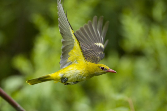 Golden oriole (Oriolus oriolus) female in flight, Bulgaria, May 2008
