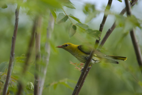 Golden oriole (Oriolus oriolus) female perched, Bulgaria, May 2008