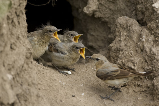 Female Northern Wheatear (Oenanthe oenanthe) feeding fledglings at nest entrance, Bulgaria, May 2008
