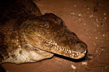 African Crocodile