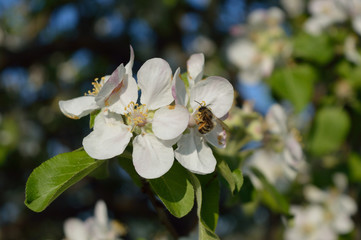 Bee collecting nectar and pollen on the apple-tree flower