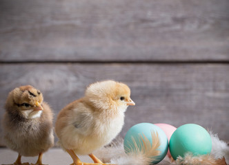 chicken with Easter eggs on wooden background