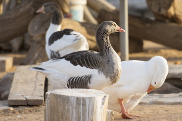brown and white ducks swimming in lake