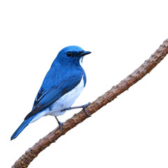 Ultramarine Flycatcher bird