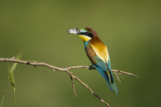 European bee-eater (Merops apiaster) with butterfly prey in his beak, Bulgaria, May 2008