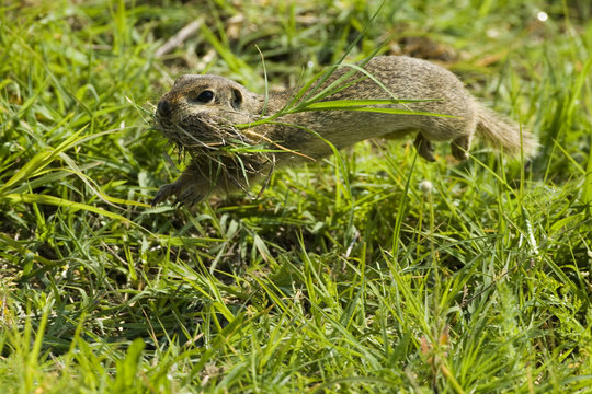 European ground squirrel (Spermophilus citellus) carrying nesting material, Bulgaria, May 2008