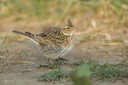 Skylark (Alauda arvensis) dust bathing on ground, Bulgaria, May 2008