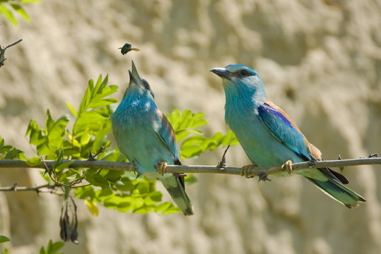 Common roller (Coracias garrulus) female feeding on its courtship gift, Bulgaria, May 2008