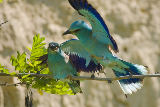 Common roller (Coracias garrulus) male feeding female in courtship, Bulgaria, May 2008