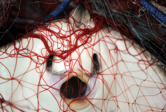 Stingray (Dasyatis pastinaca) caught in fishing net, Sardinia, Italy, July 2008