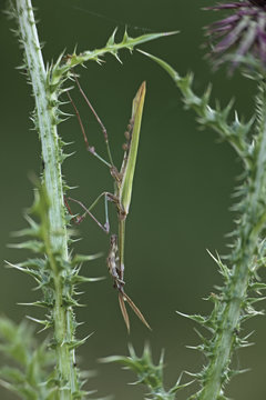 Cone head mantis (Empusa fasciata) on Musk thistle (Carduus nutans macrocephalus) Hutovo Blato Nature Park, Bosnia and Herzegovina, May 2009