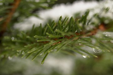 Detail of snow covered spruce twig in winter