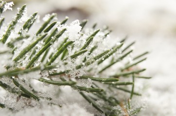 Detail of snow covered spruce twig in winter