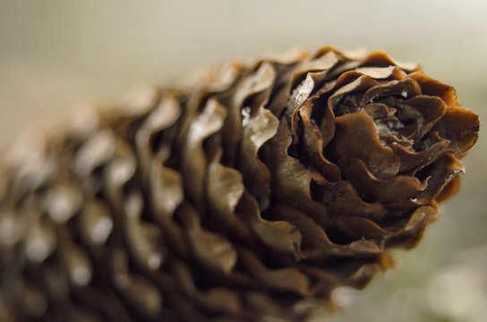 Detail makro close up of spruce cone