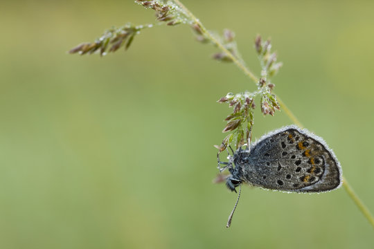 Amanda's blue (Polyommatus amandus) on grass seed, Nuglasica area, Northern part of Livanjsko Polje, Bosnia and Herzegovina, May 2009