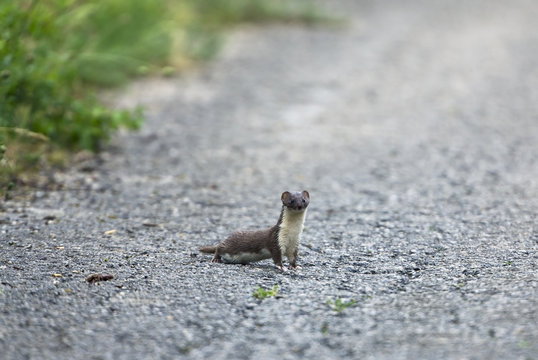 Weasel (Mustela nivalis) on a road, Bastasi area, Northern part of Livanjsko Polje, Bosnia and Herzegovina, May 2009