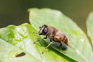 Portrait of a big fly
