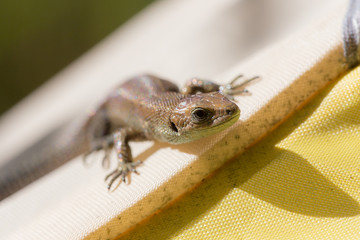 Portrait of a small lizard