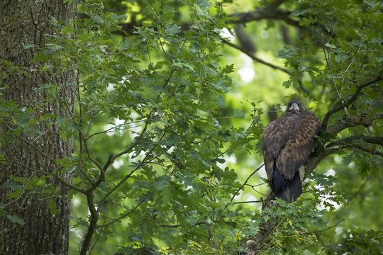 Juvenile White tailed eagle (Haliaeetus albicilla) in an Slovenian / Common oak (Quercus robur) forest, Lonjsko Polje Nature Park, Ramsar Site, Sisack-Moslavina county, Slavonia region, Posavina area, Croatia, June 2009