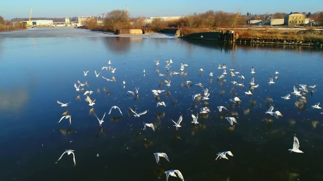 Graceful flock of seagulls takes flight, in slow motion, from frozen river surface, aerial view. One free thinker decides to stay behind and chill.