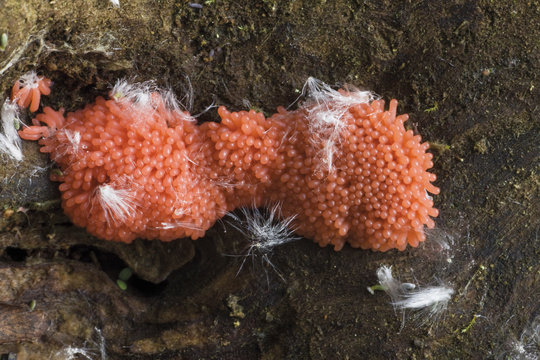 Mixomicetes on a rotten White willow (Salix alba) trunk, with some achenes, Sava river oxbow, Puska village area, Lonjsko Polje Nature Park, Croatia, June 2009