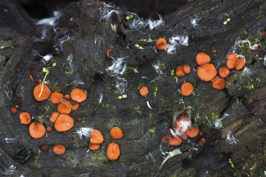 Mixomicetes (Scutellina sp) on a rotten White willow (Salix alba) trunk, with some achenes, Sava river oxbows, Puska village area, Lonjsko Polje Nature Park, Ramsar Site, Croatia, June 2009