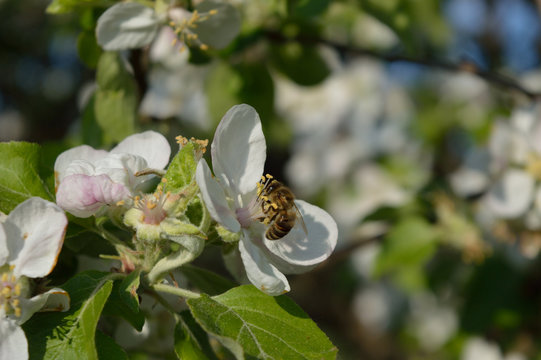 Bee collecting nectar and pollen on the apple-tree flower