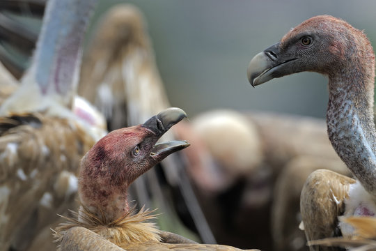 Griffon vultures (Gyps fulvus) squabbling, heads covered in blood from feeding, Andorra, June 2009