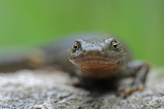 Pyrenean brook salamander (Euproctus / Calotriton asper) portrait, Pal, Andorra, June 2009