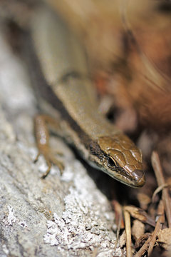 Aurelio's rock lizard (Iberolacerta aurelioi) living at 2350m, Creussans, Andorra, June 2009, endangered species