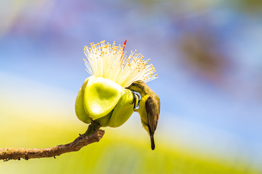 Olive-backed sunbird (Cinnyris jugularis) or yellow-bellied sunbird feeding nectar of white flower (White silk cotton tree - The Latin name is Bombax anceps Pierre )