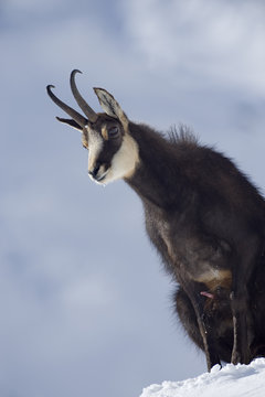 Chamois (Rupicapra rupicapra) male with erect penis in rutting season, Gran Paradiso National Park, Italy, November 2008