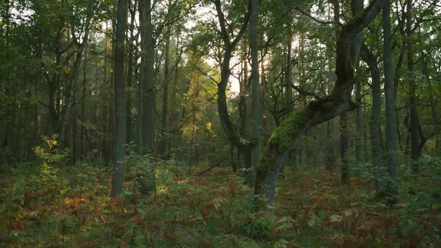 Rustic Woods with Mossy Oak in magic Forest, For a very long time no peoble were in this forest. The nature has recaptured the woods. Sunlight falls into it, the fern starts to color autumnal.