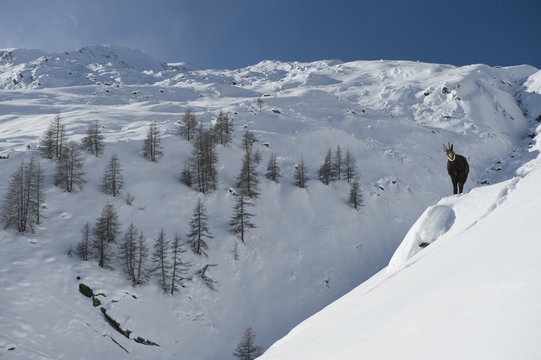 Chamois (Rupicapra rupicapra) in alpine landscape in snow, Gran Paradiso National Park, Italy, November 2008. Exclusive Japanese calendar rights for 2014