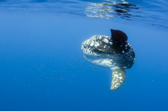 Ocean sunfish (Mola mola) with a shoal of fish swimming past, Pico, Azores, Portugal, June 2009