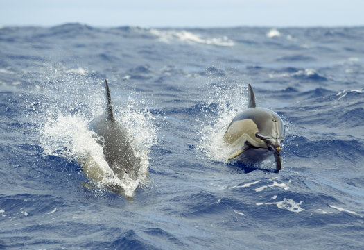 Two Common dolphins (Delphinus delphis) porpoising, Pico, Azores, Portugal, June 2009